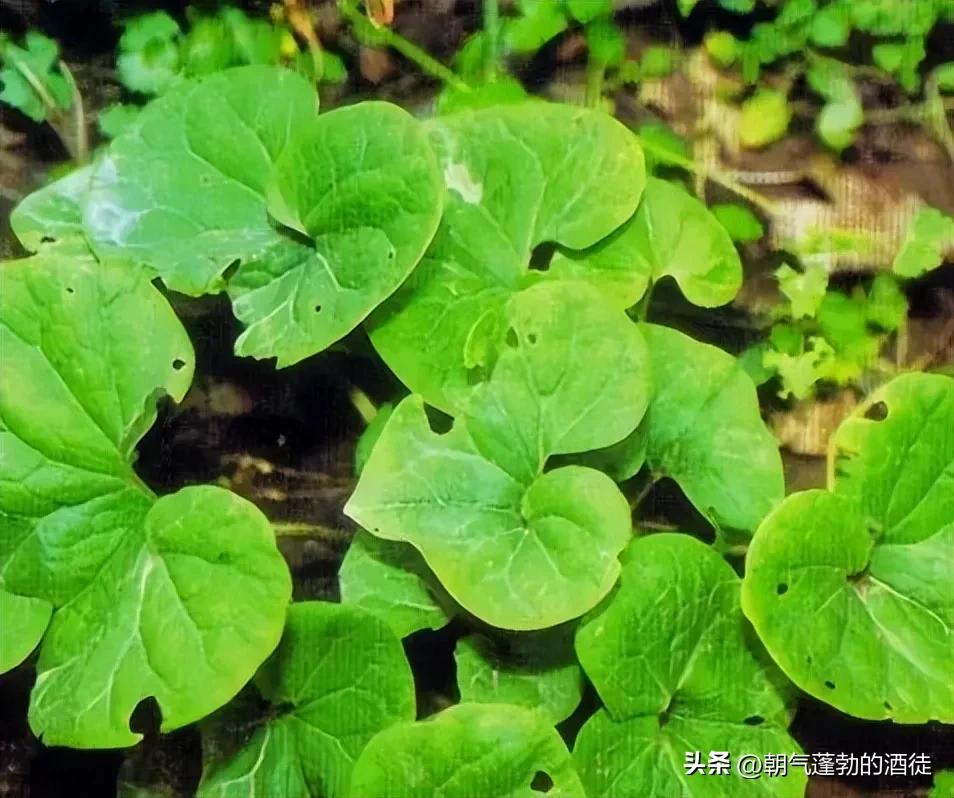 有哪些植物是一种神奇的药材,你知道细心是什么吗