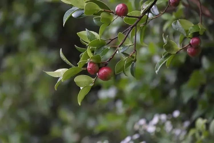 山茶油好吃又好用,原汁原味的山茶油