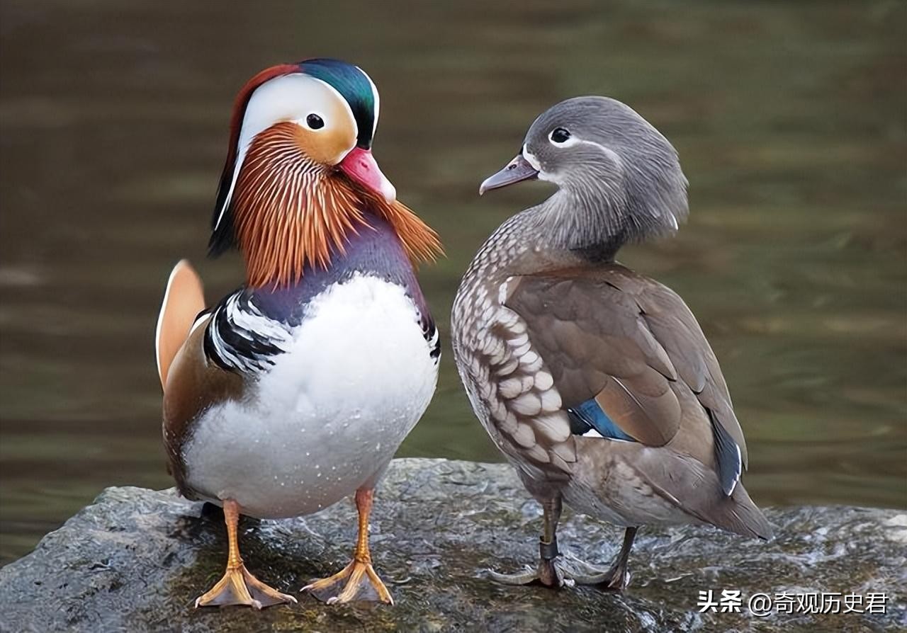 雄性动物进化器官,雄性生物生殖进化