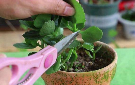 园艺花卉长寿花,花卉长寿花怎样才可以开花呢