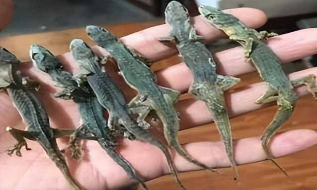 农村家里经常出现蝎子蜈蚣好不好,农村院子里的蝎子的克星