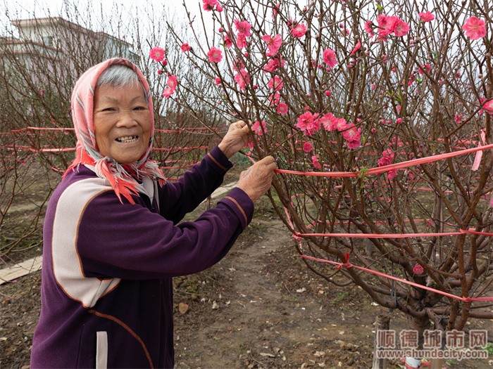 【视频】逛花街、买靓花、叹美食，容桂时光花市约定你！