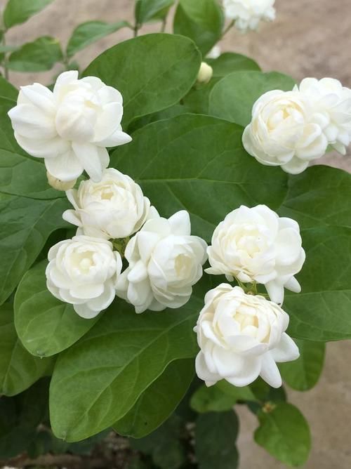 夏天什么花卉好看又好养,夏天最好养的花有哪些