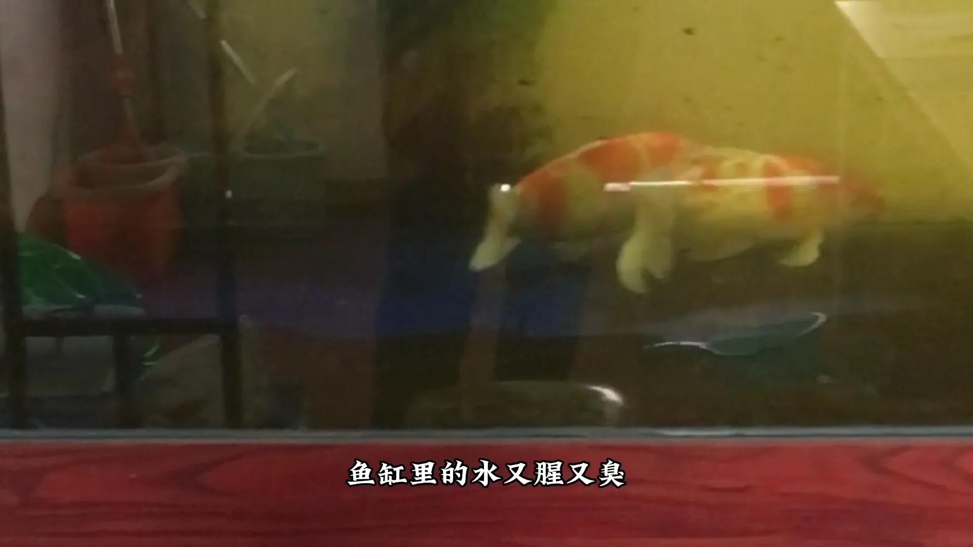 鱼缸水浑浊有腥臭味几天换一次水,鱼缸里的水特别腥正常吗