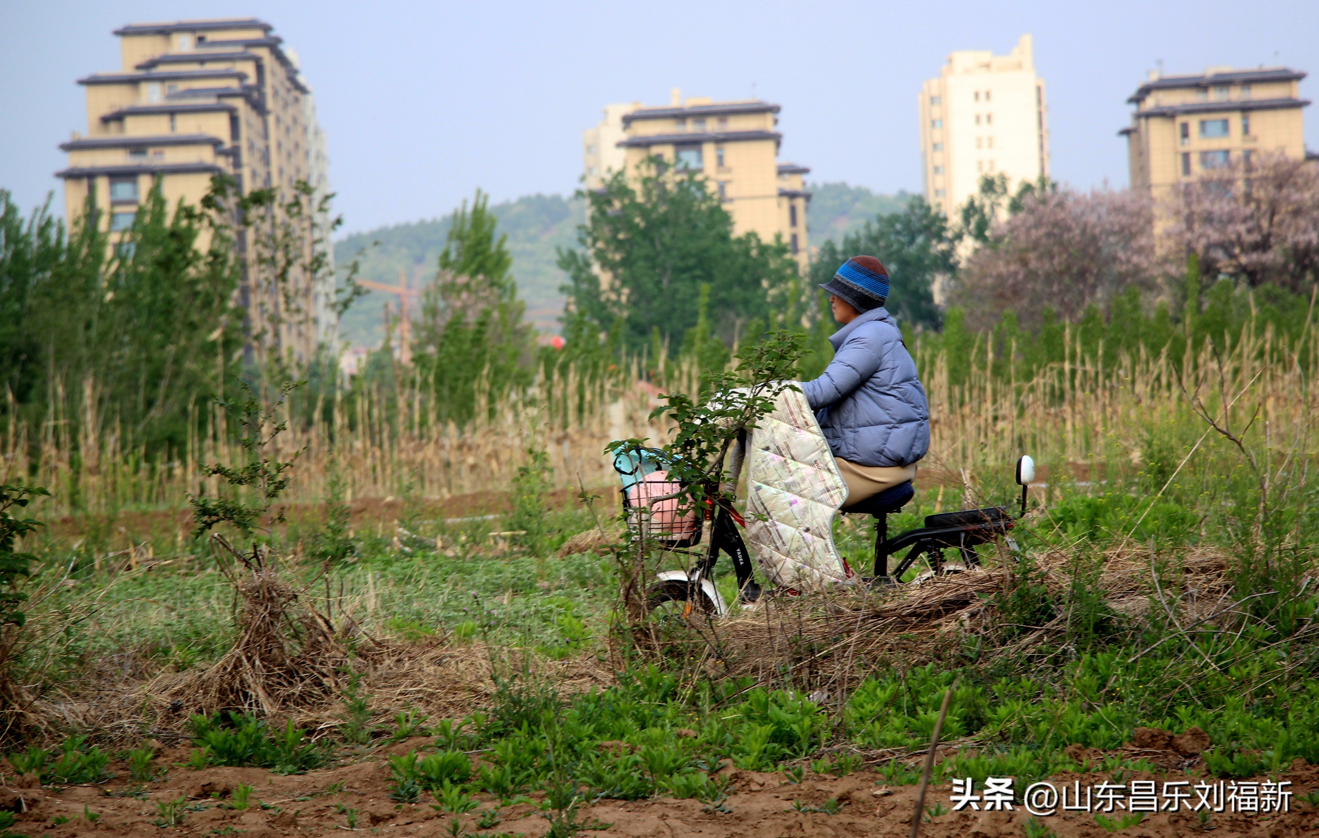 洋槐花·万马奔腾电器·鄌郚医院贴膏药