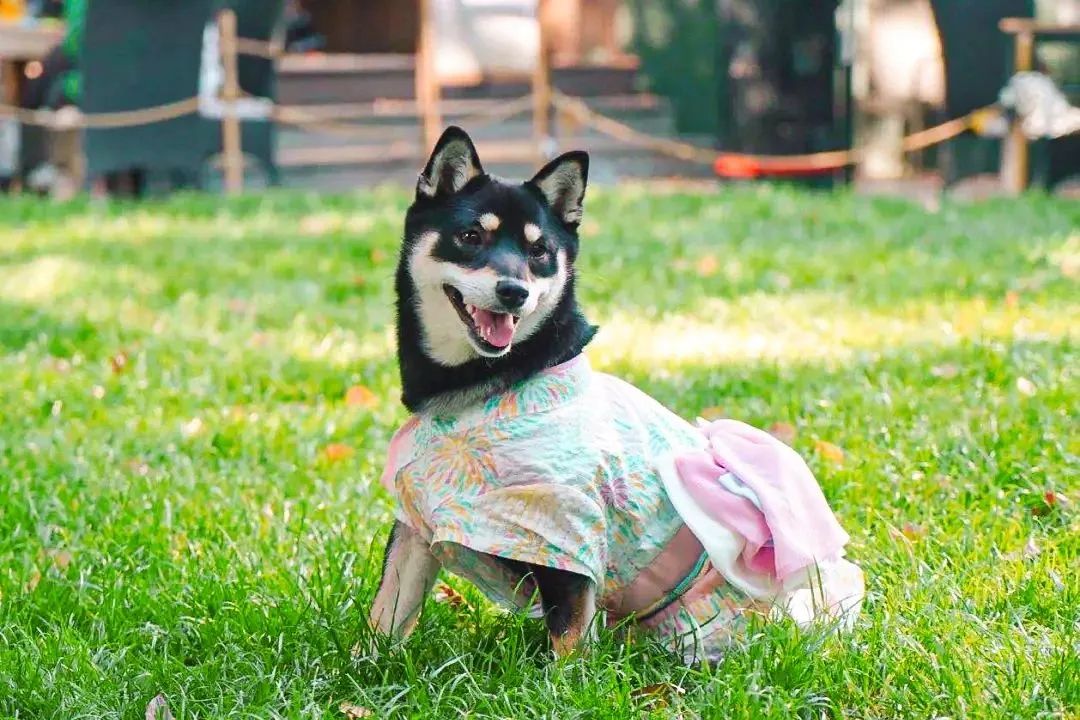 魔都宠物天地,魔都周边宠物友好景区