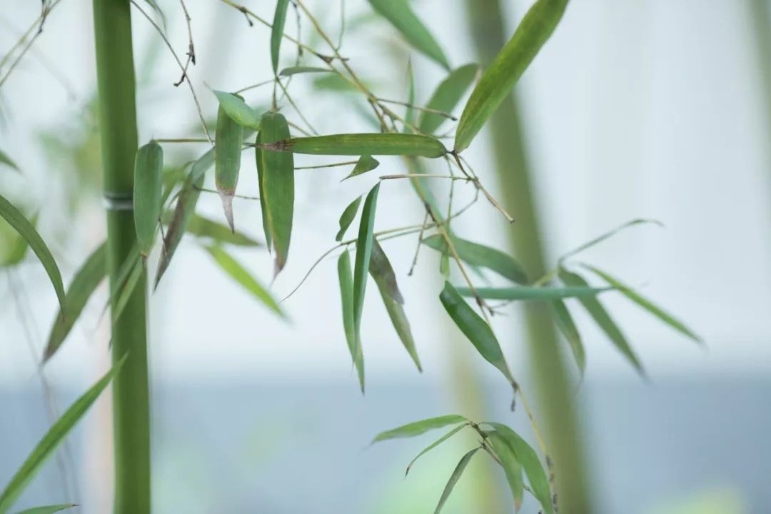 竹枝诗句大全100首,竹枝词诗句大全