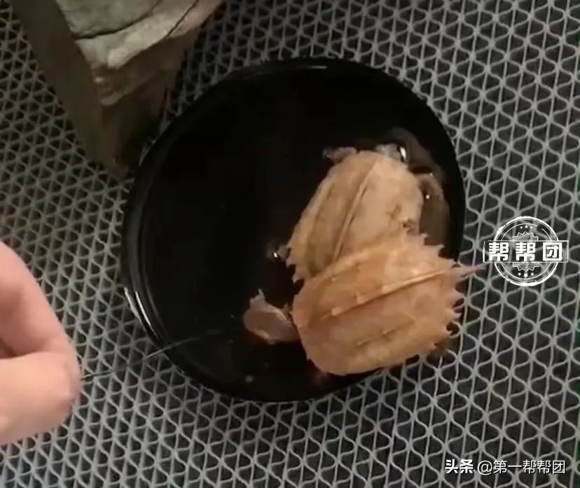 鐢峰瓙缇ら噷涔板崠鍥藉淇濇姢鍔ㄧ墿,鐢峰瓙璐╁崠鍥藉浜岀骇淇濇姢鍔ㄧ墿