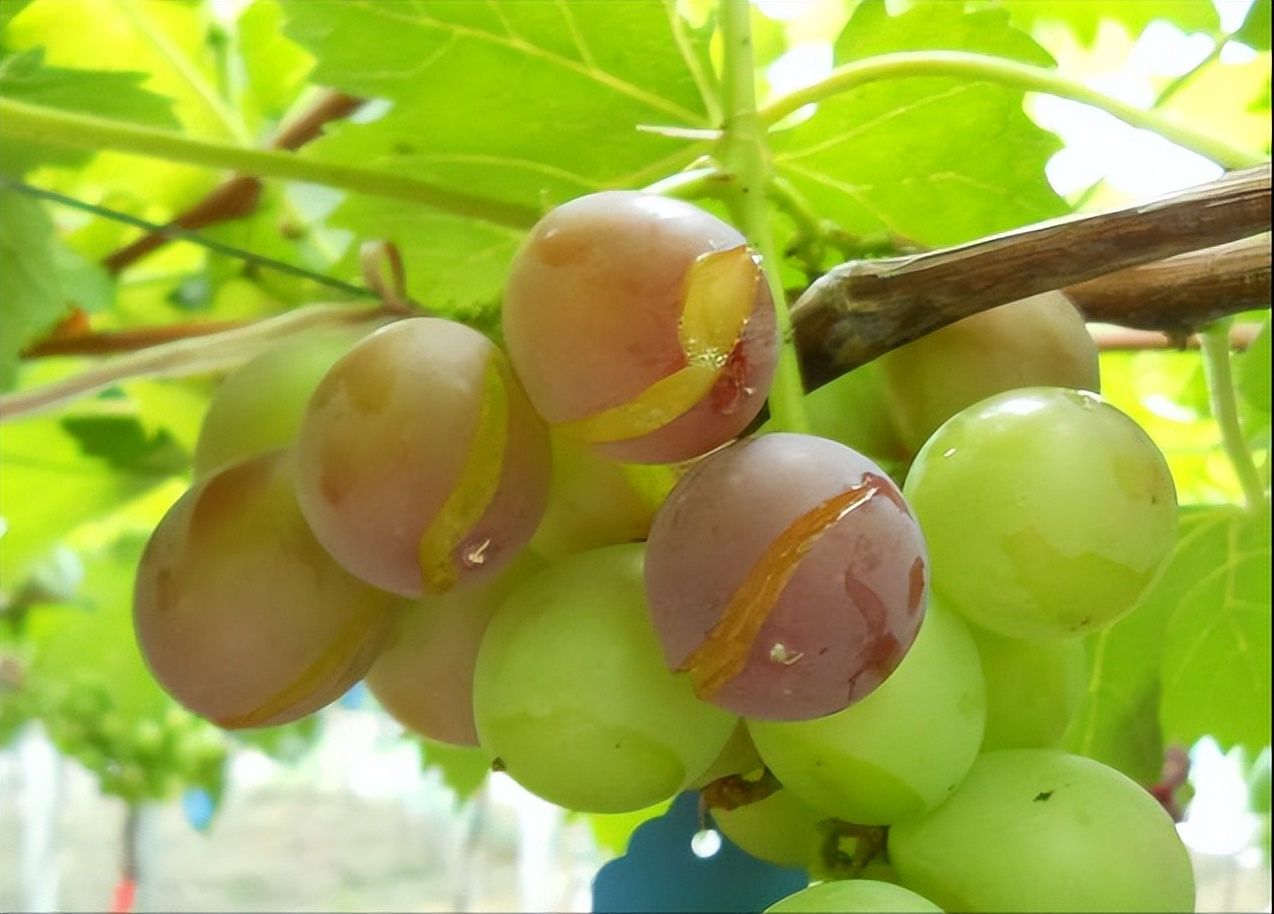 纯种无籽葡萄种植技术和管理方法,庭院葡萄种植技术与管理视频教程