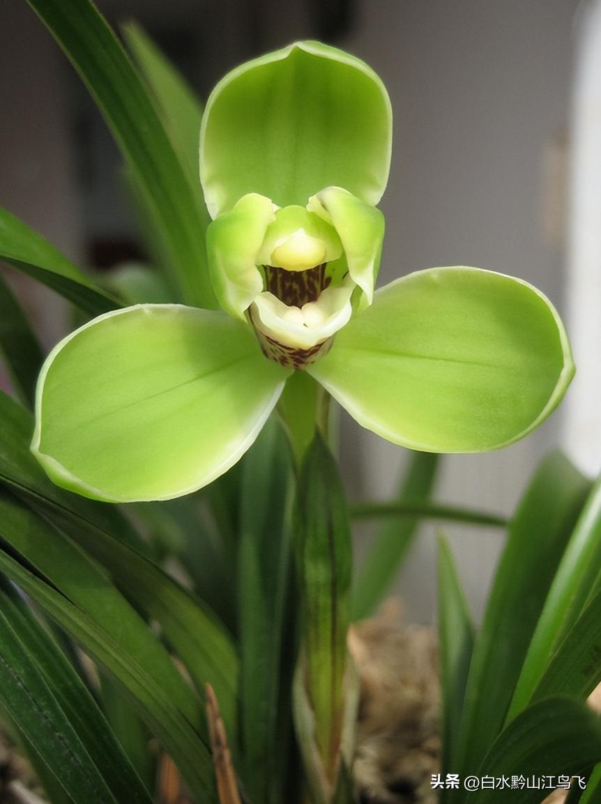 好看的兰花和养兰知识分享给你,各种兰花习性对照表