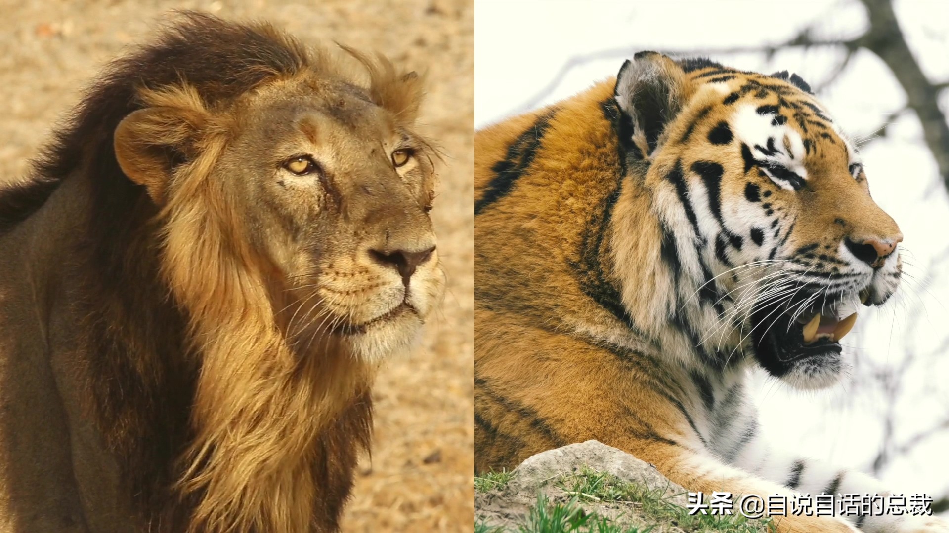 液体猫是真的吗,为什么都说猫咪是液体猫