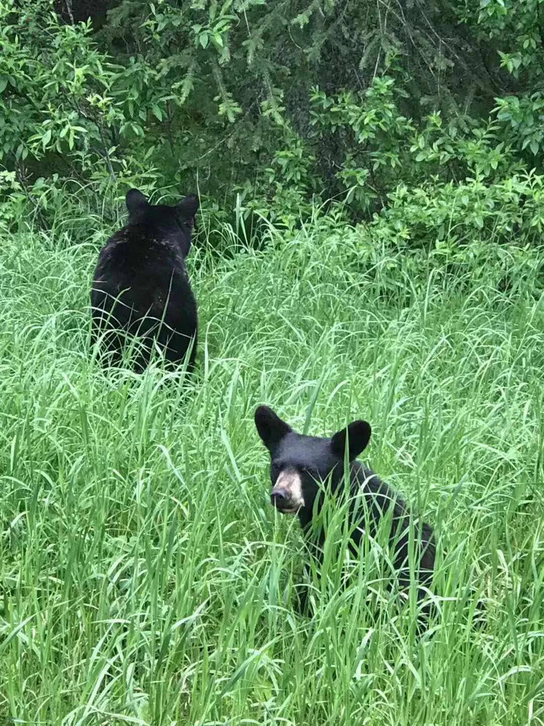 被黑熊袭击为什么这么严重,男子家中遭黑熊袭击徒手击退黑熊