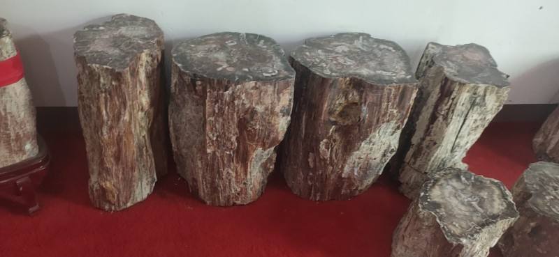 一亿年前的硅化木图片,硅化木是不是树化石