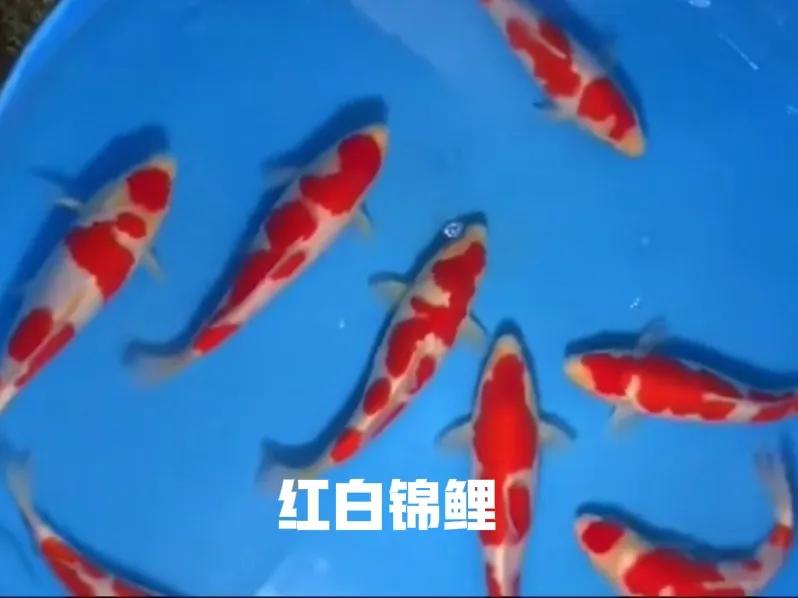 中国锦鲤和日本锦鲤区别,锦鲤为什么具有比较高的观赏价值