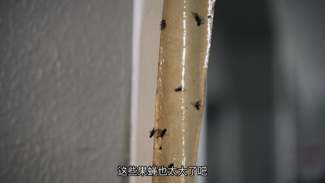 十部豆瓣评分超过8分的综艺,豆瓣评分9.8以上的综艺