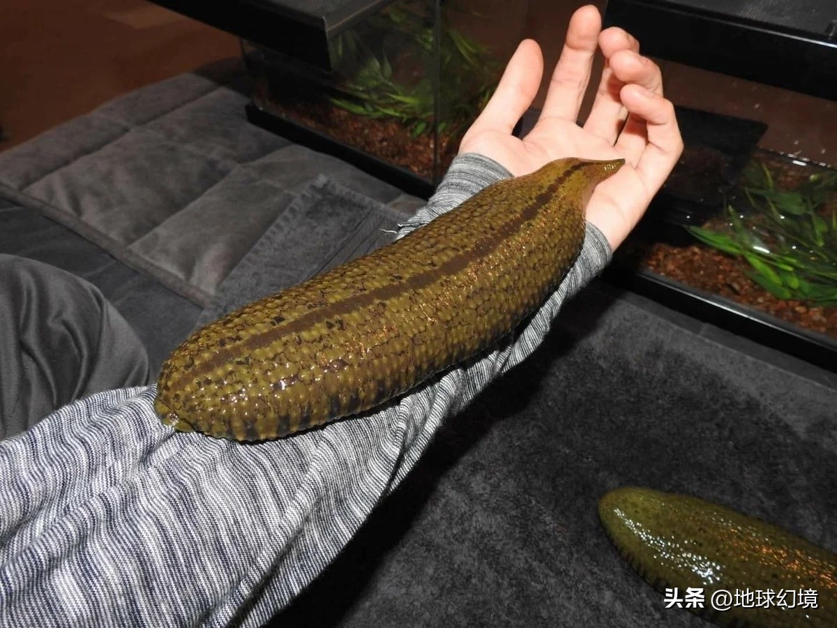 21张罕见动物照：凶狠浣熊攻击鳄鱼，巨大水蛭缠腰一圈