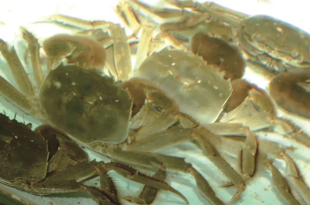 大闸蟹攻略带你品味大闸蟹,哪里大闸蟹可以媲美阳澄湖大闸蟹