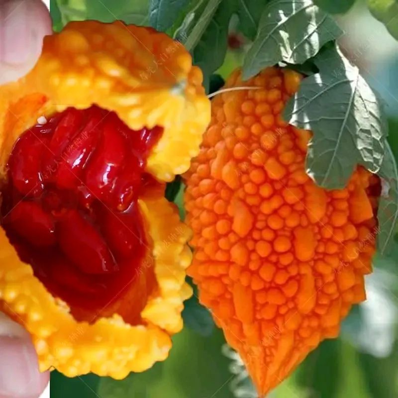 金铃子经典片段原声,金铃子儿时回忆