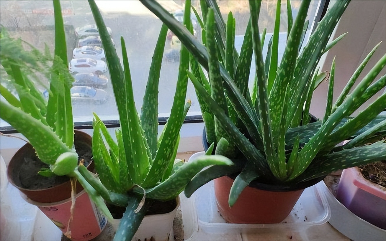 耐旱的花秋冬需要少浇水吧,这6种花就喜欢水多越浇越爆盆