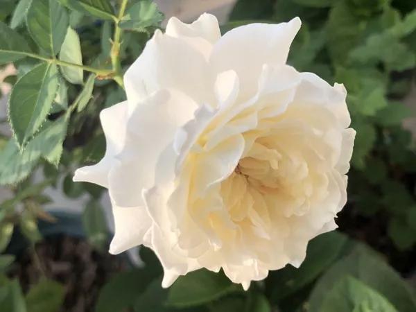 常见切花月季一览（40）（接上期）