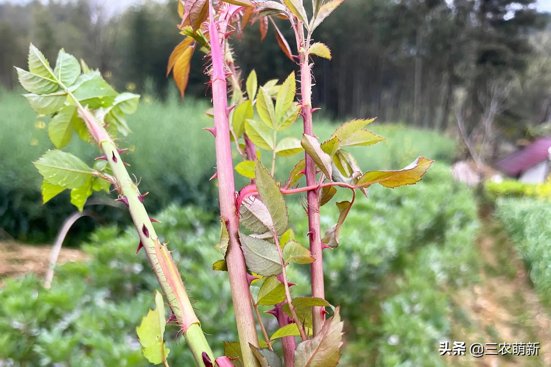 吃刺苔的好处,刺苔不剥刺直接吃