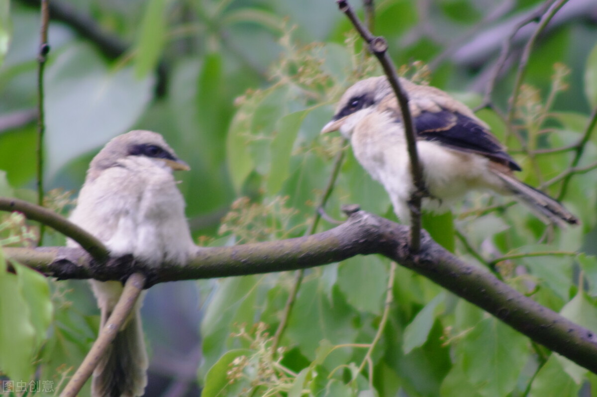 报得三春晖中晖是什么意思,报得三春晖的三春指的是