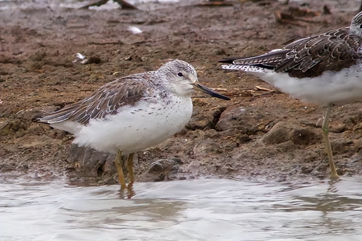 家底大揭秘！深圳究竟有多少“神奇生物”？