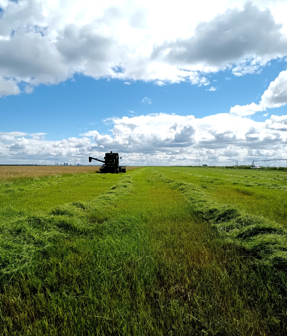 羊草的多种用途,内蒙古羊草是什么东西