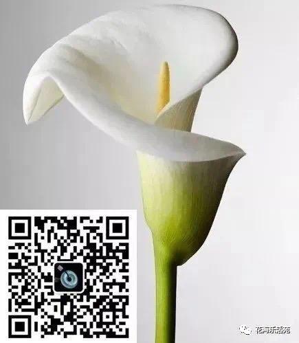 看世界杯足球比赛有感,看世界杯日记300字