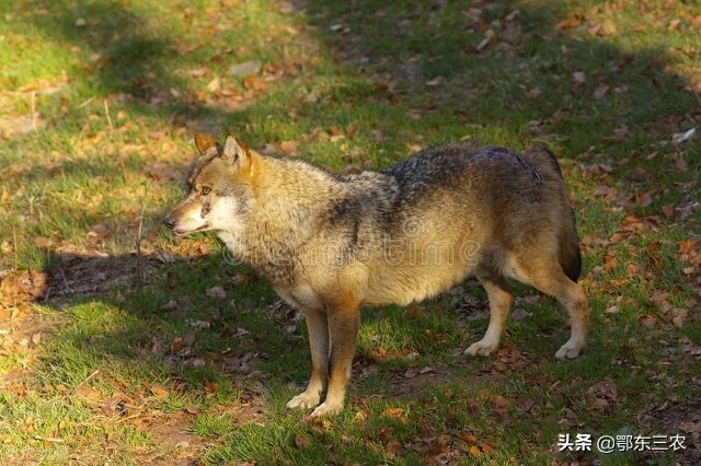一个人在野外碰到狼群怎么办,一个人在野外遇到狼咋办