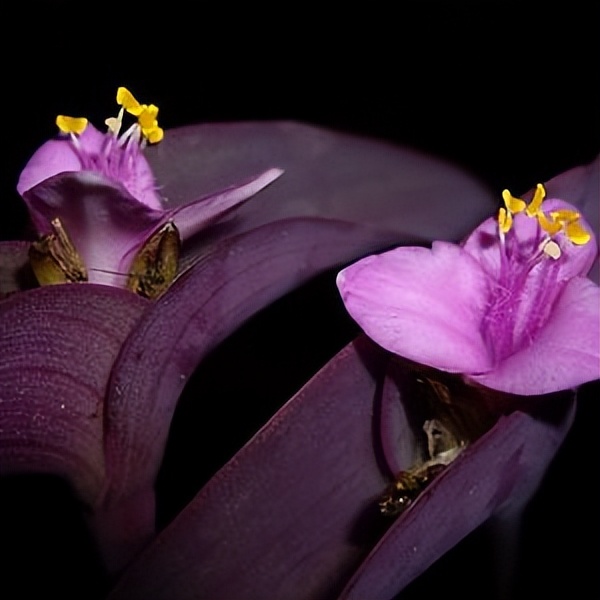 102个大类近500个多肉植物图片，都极其美丽，建议在家中也养一盆