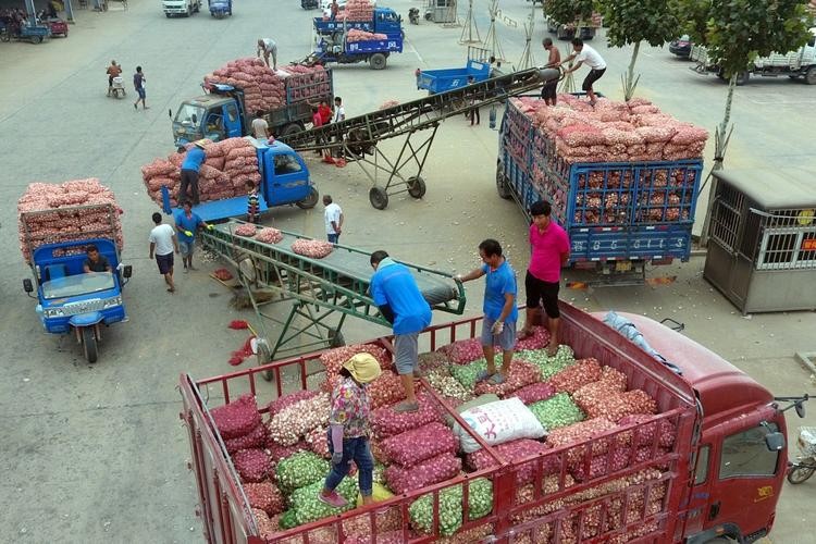 哪里的大蒜最好吃排行,哪种蒜最好吃