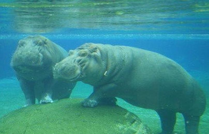 河马最怕什么凶猛的食肉动物,大型尼罗鳄与河马共存