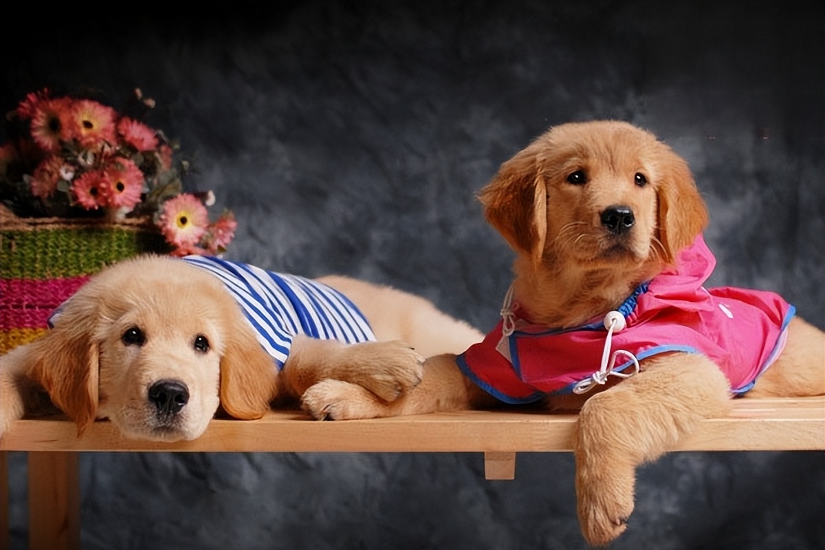 普安特感冒宠物药,狗狗普安特感冒药