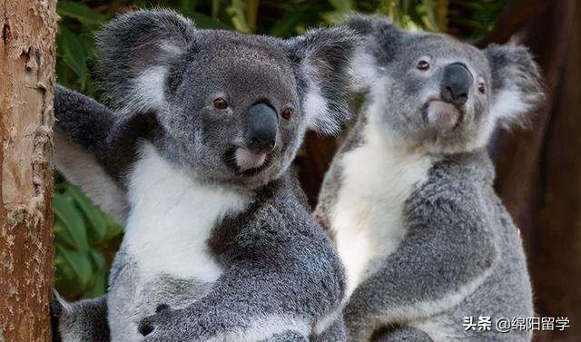 澳大利亚留学存款证明,澳洲留学存款证明需要哪家银行的