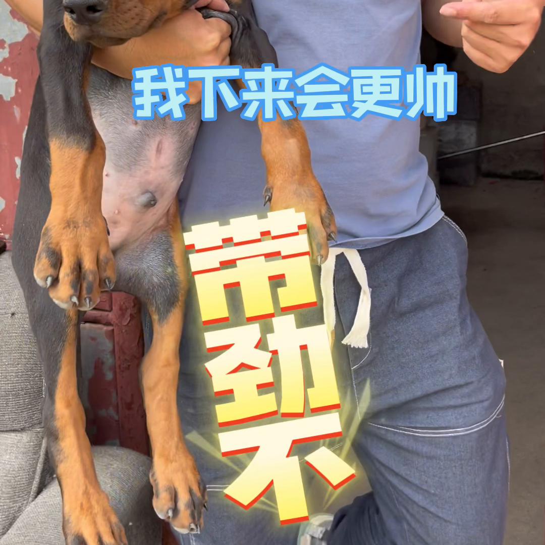 一级杜宾犬,一级护卫