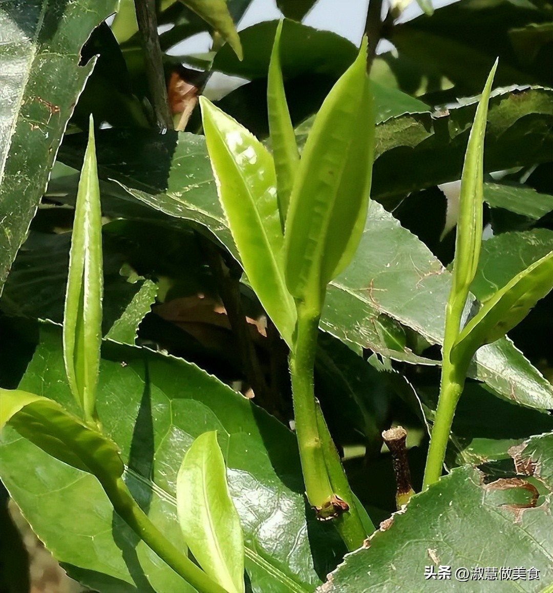 泡茶时注意这几点让茶更好喝,泡茶时为什么不能长时间泡着茶叶