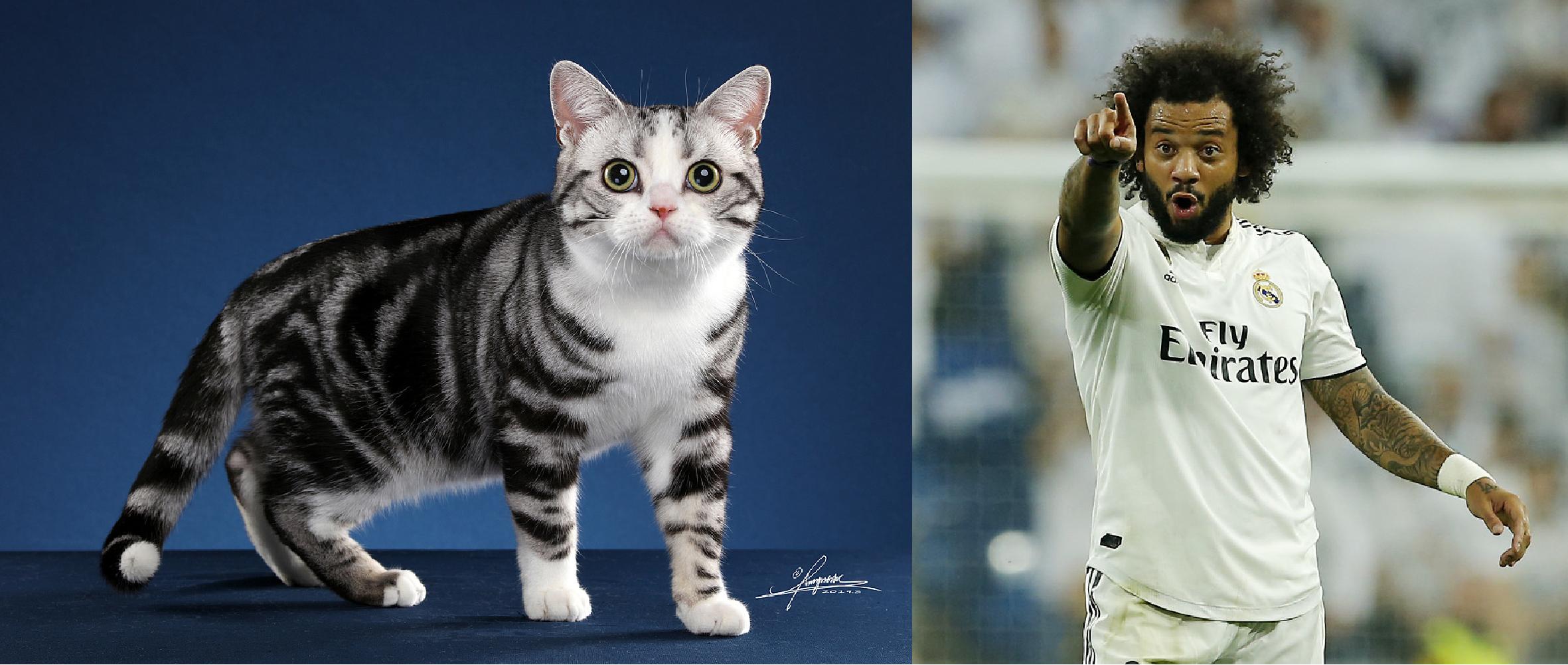 如果动物圈也有世界杯，猫咪组成的这套主力阵容能否争夺大力神杯