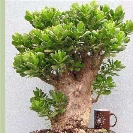 养玉树的十大诀窍,养玉树的绝招大全