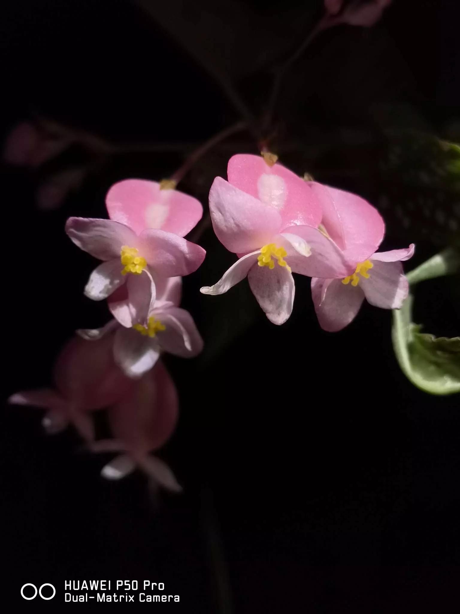 花草种类名称介绍,各种各样的花草名称大全