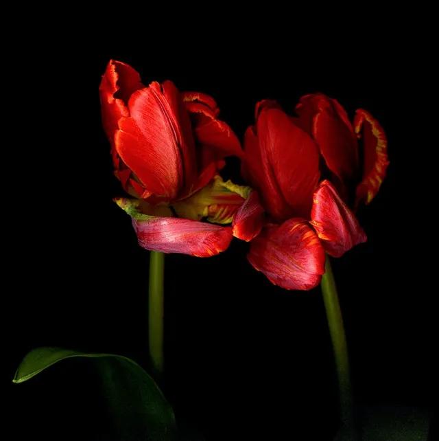 漂亮的郁金香随手一拍都是美景,春天的郁金香花海美得不可方物