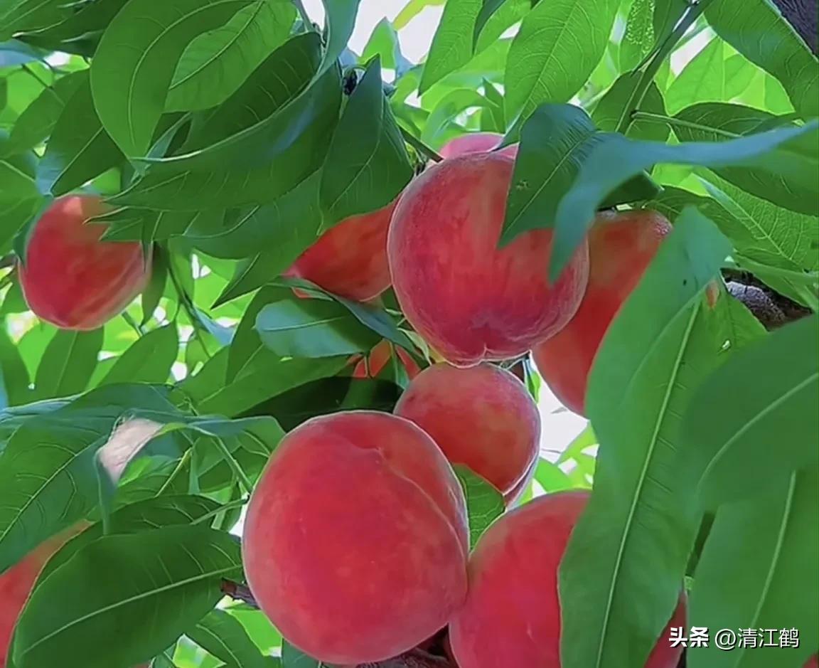 冬桃裂果是什么原因,冬桃烂心咋回事