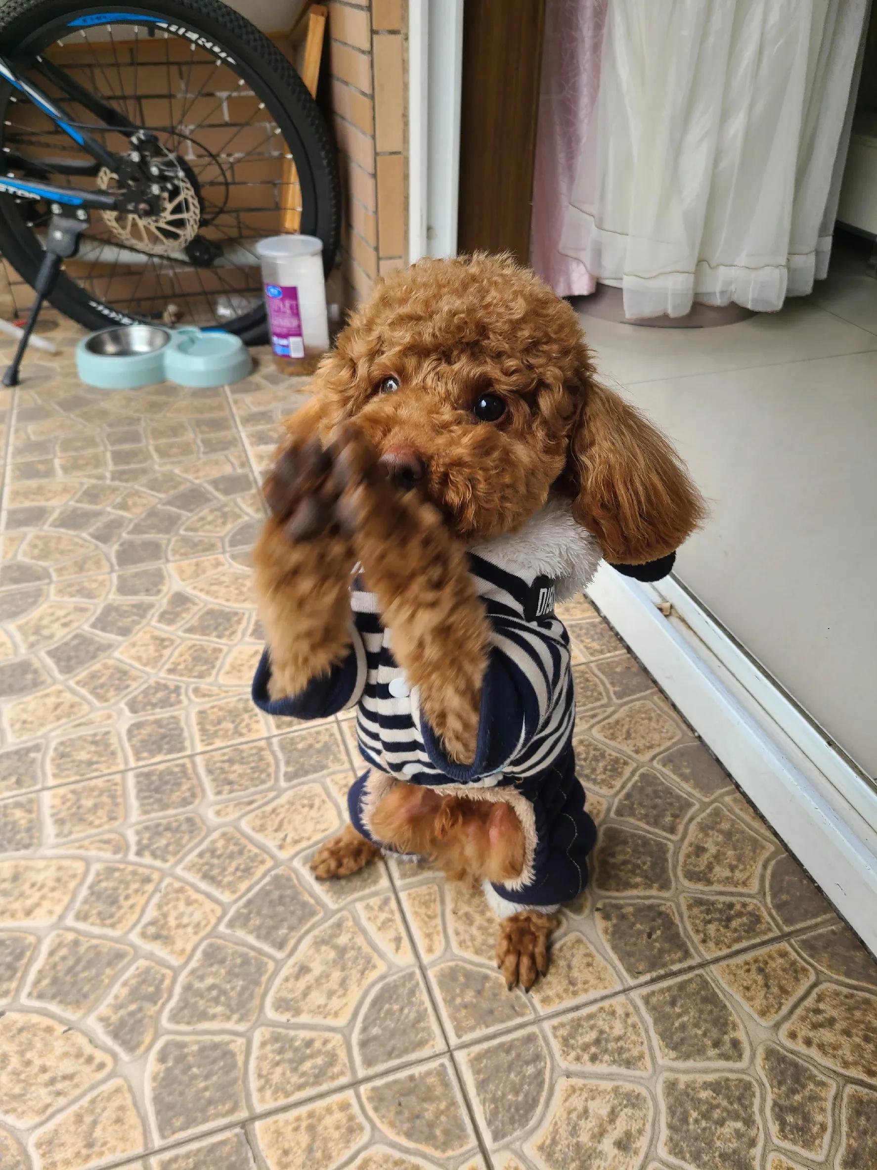 灰泰迪的成长史,一只泰迪的成长史