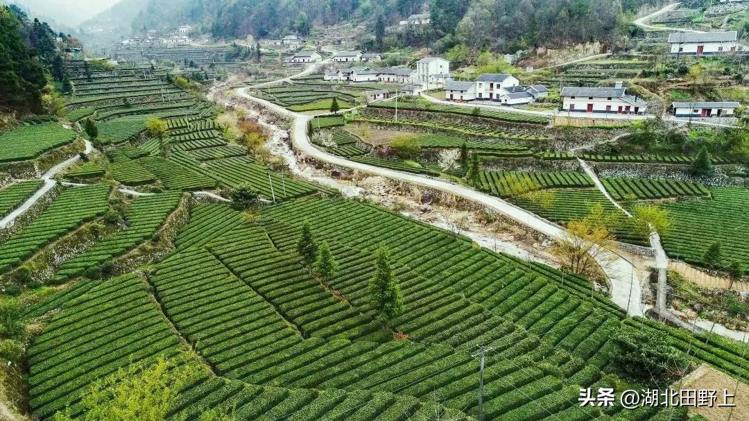 陆羽茶产业,陆羽文化茶产业