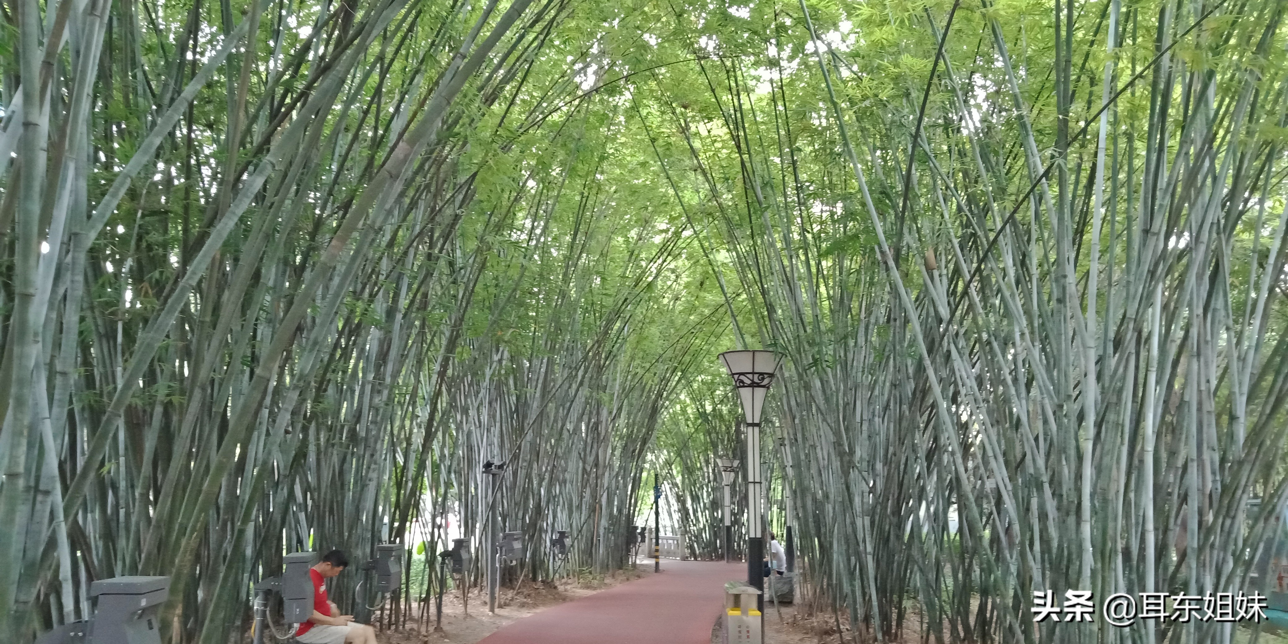 佛山公园里的荷花已悄然绽放,佛山人去旅游
