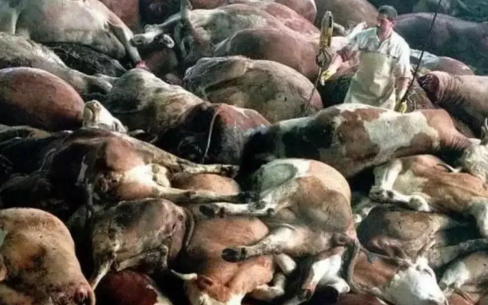 致死率100%！朊病毒烹煮杀不死，无药可救，感染后究竟有多恐怖？