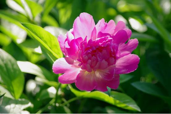 百花种类大全,百花的种类有哪些