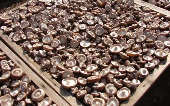 香菇有哪些烘干方式,香菇烘干的过程是什么