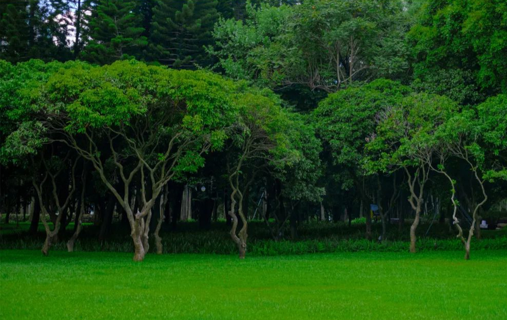 周末森林公园推荐深圳宝安,深圳森林公园登上山顶看美景