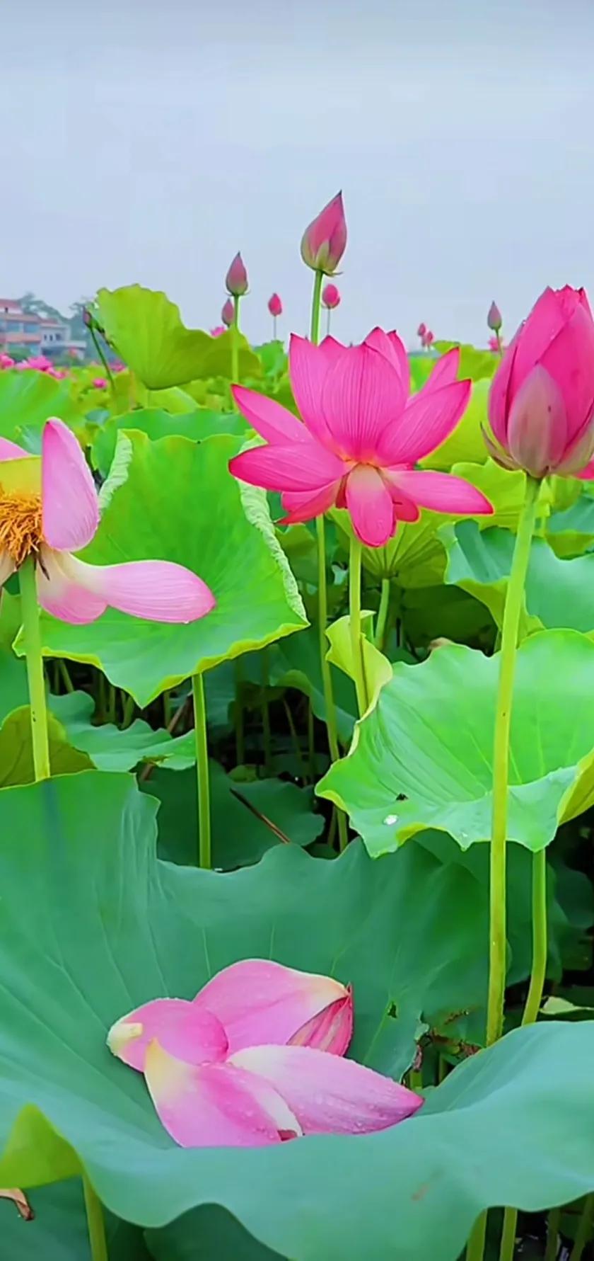 夏的季节荷花图片,三夏荷花图片